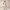 Rimora Cork | Classy Sleeveless Jumpsuit with Waist Tie – Summer & Evening Look
